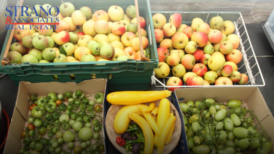 Belleville Farmers Market Highlights: End-of-Summer Produce to Enjoy | Strano & Associates
