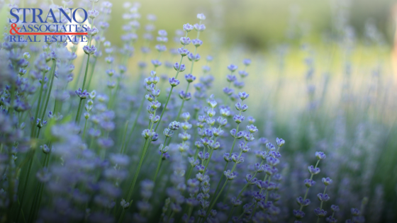 Belleville in Bloom: Where to Enjoy Spring Flowers and Scenery | Strano & Associates