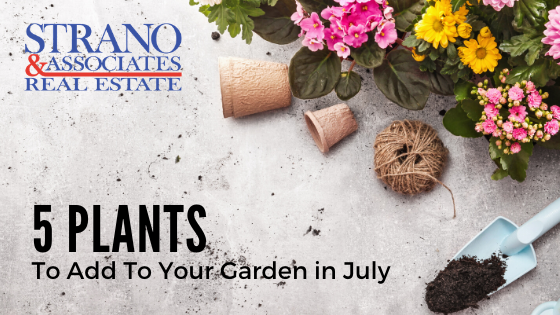 July Gardening