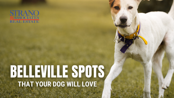 Belleville Pets