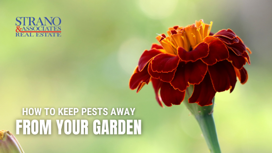 gardening tips belleville